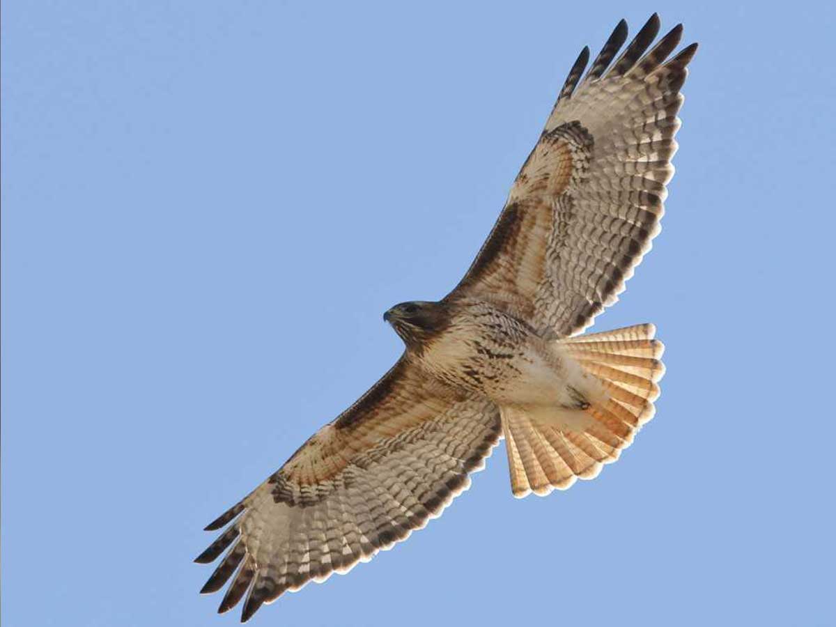 hawk-over-keenan-winery-stretch