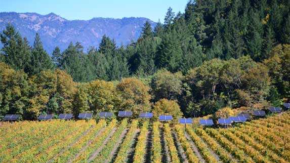 viniyard-img