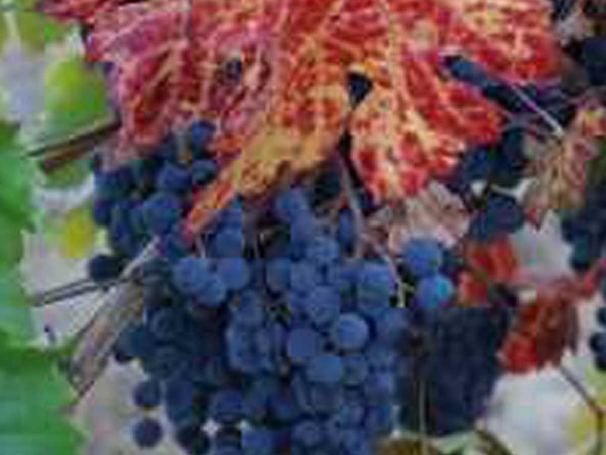 red wine grapes on the vine with red autumn leaves
