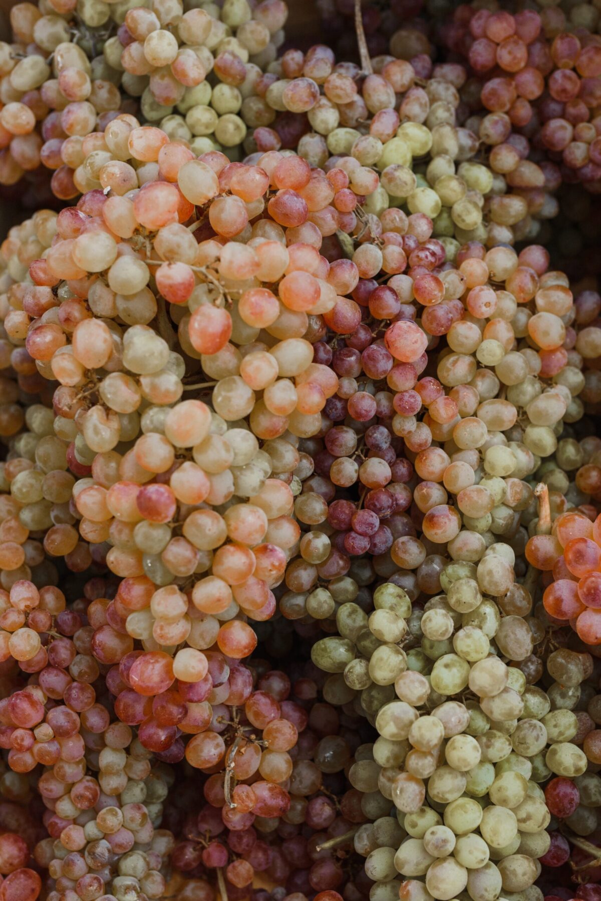 close-up of rose white and red grapes