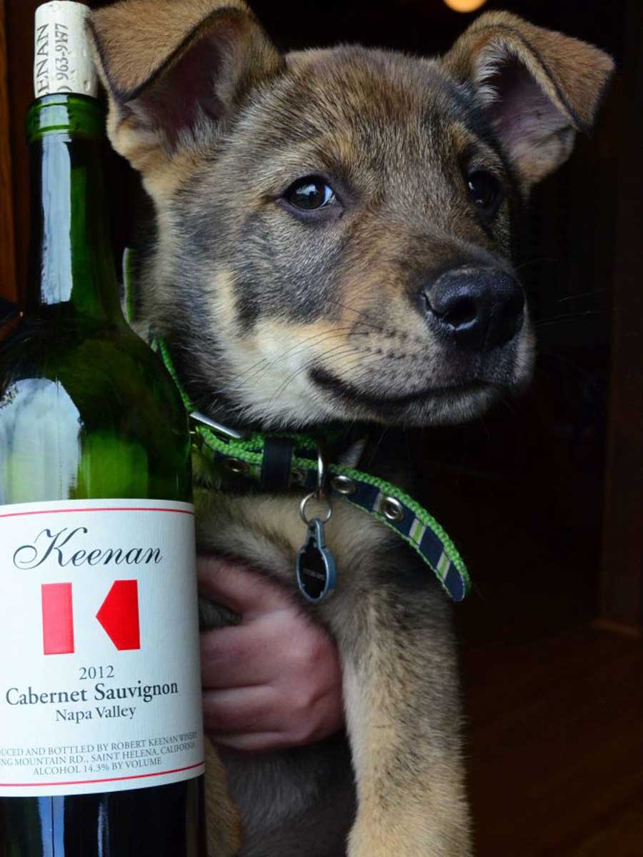 luna-jakes-doggy-678x1024-crop