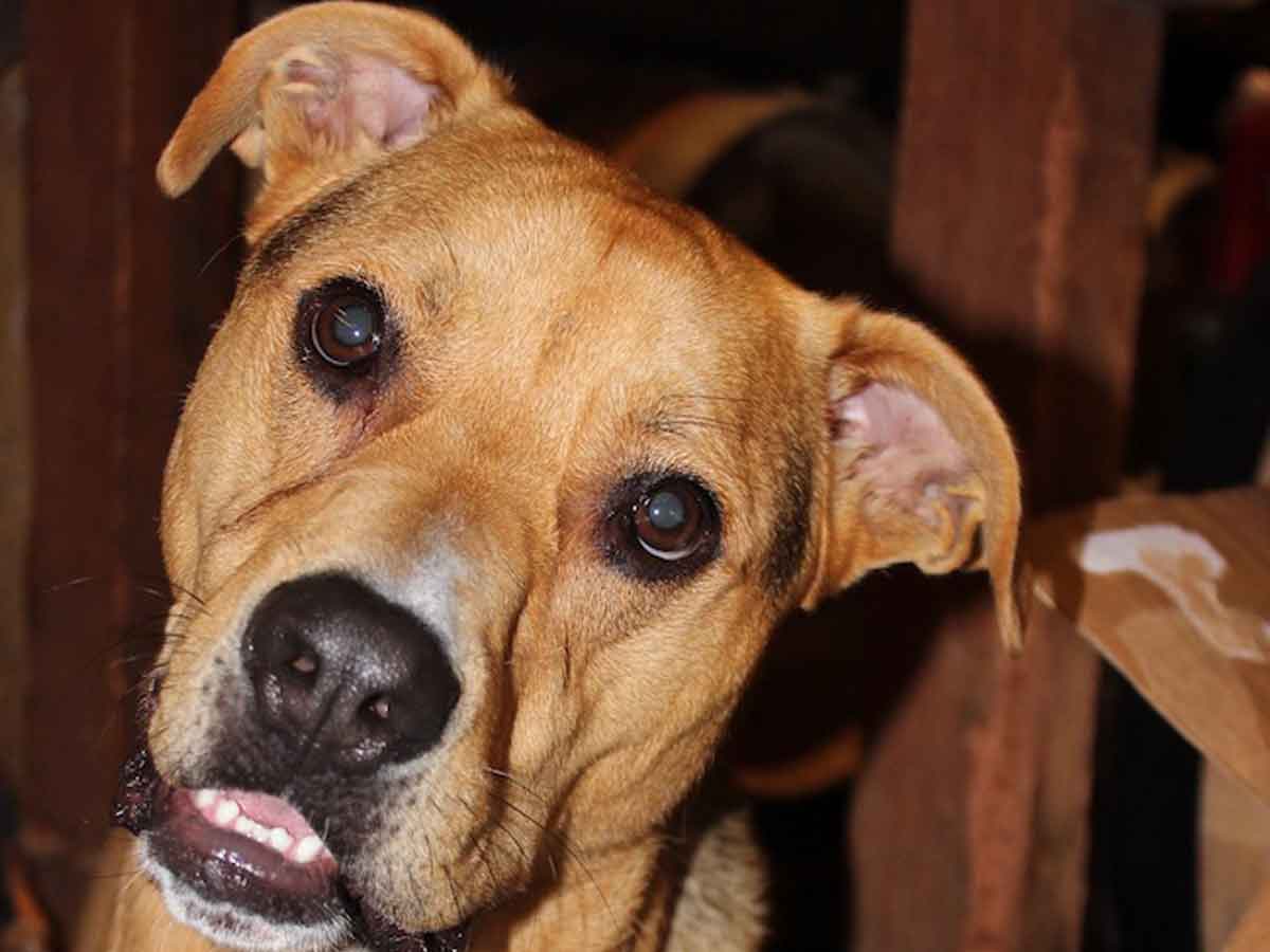 hashbrown-keenan-winery-dog-by-digivino-crop