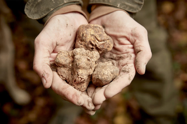 Truffle
